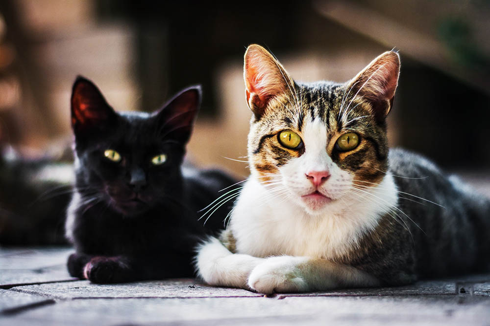 10 Reasons Why Cats Are the Perfect Pet for Every Home
